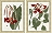WENLarge Red Botanical
